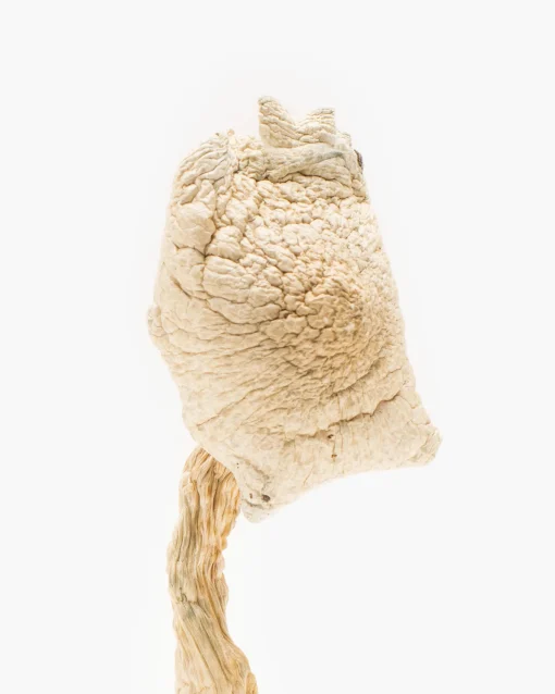 Burmese Magic Mushrooms Burmese Magic Mushrooms