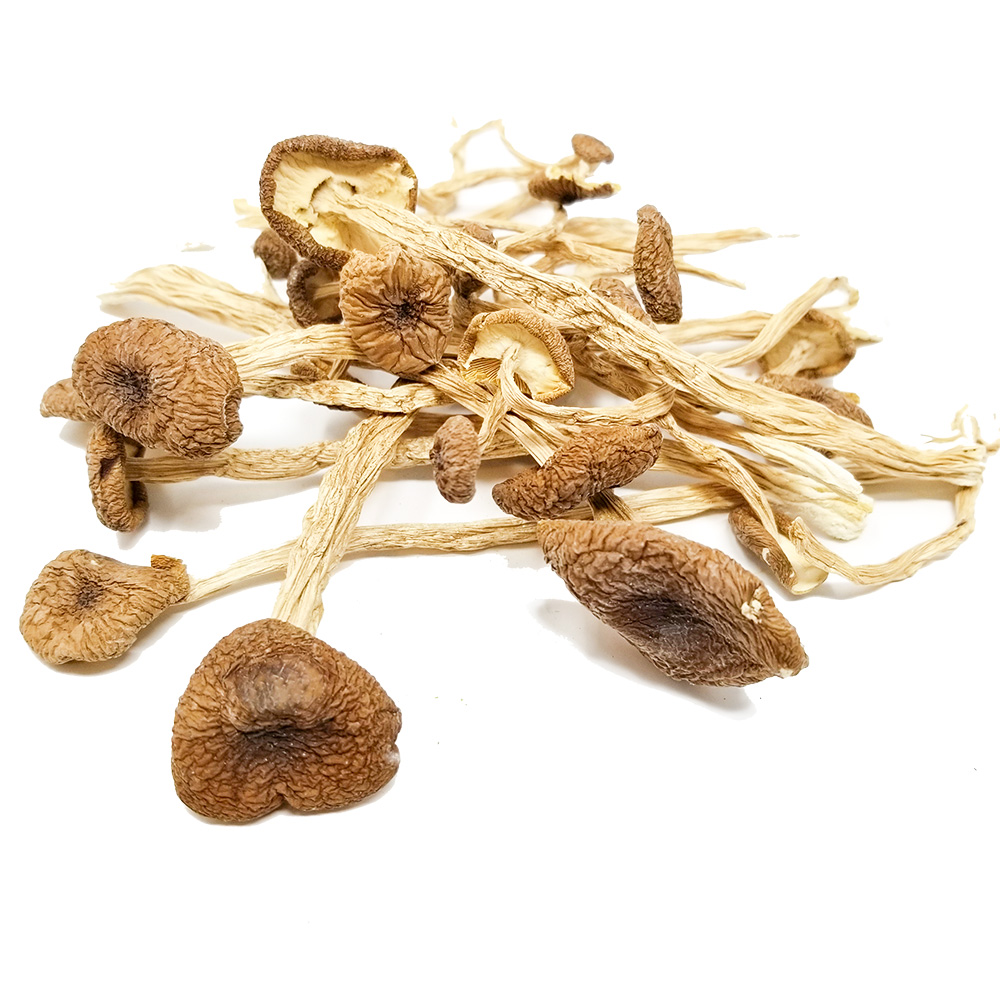 Psilocybe Mexicana Mushroom Psilocybe Mexicana Mushroom
