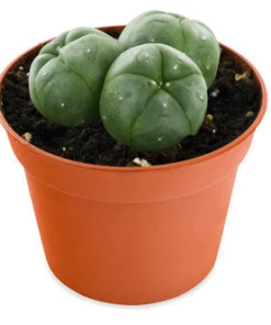 Buy Mescaline (Peyote) Online