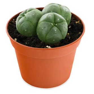 Buy Mescaline (Peyote) Online